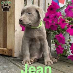 Jean, Silver Labrador Retriever Puppy